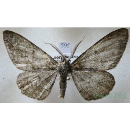 Hypomecis roboraria (Denis & Schiffermüller, 1775) male Przylepek nadębek Czech59f